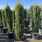 Tis obyčajný (Taxus baccata) ´DAVID´ - výška 130-150 cm, kont. C55L